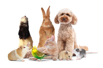 Group of cute domestic pets on white background