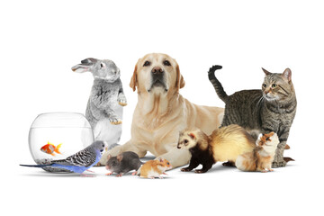 Group of cute domestic pets on white background