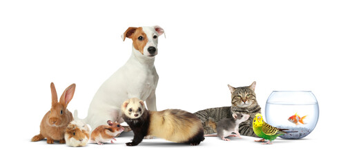 Group of cute domestic pets on white background. Banner design