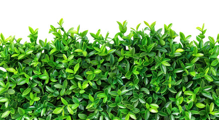PNG Green artificial green surface background leaves plant.