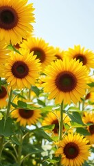 Obraz premium Vibrant yellow sunflowers fill the frame, creating a sunny, cheerful background, blossom, golden
