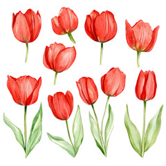 Fototapeta premium A collection of vibrant red tulips in various stages of bloom, showcasing their delicate petals and lush green leaves.