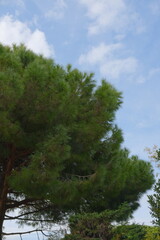 trees and sky