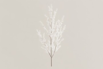 Fototapeta premium Elegant, delicate white branch