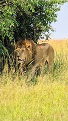 Majestic lion hiding in the tall grass of the African savanna