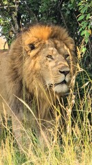Majestic male lion hiding in the tall grass of the African savanna