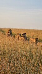 Lions Pride Walking Through Tall Grass in African Savanna
