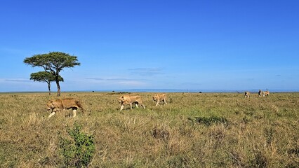 Lions walking in the african savanna in Serengeti National Park