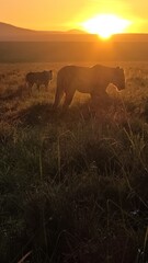 Lions walking in the african savanna at sunrise © Michael