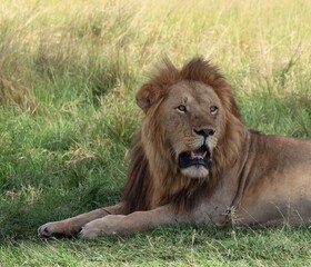 Lion resting in the savannah grass during safari in Africa