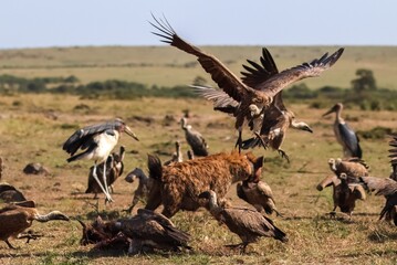 Vultures landing near hyena eating carcass in Maasai Mara National Reserve, Kenya
