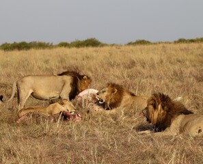 Lions eating prey in Masai Mara National Reserve, Kenya