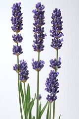 Fototapeta premium Close-Up of Lavender Flowers on White Background, Minimalist Theme