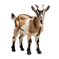 Fototapeta premium A light brown goat on a white or transparent background.