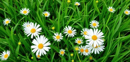 Fototapeta premium Vibrant green spring grass with delicate white daisies, isolated, summer, nature, eco