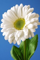 Radiant single white daisy blooms against a bold cerulean background