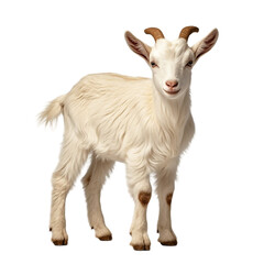 Obraz premium A white goat on a white or transparent background.