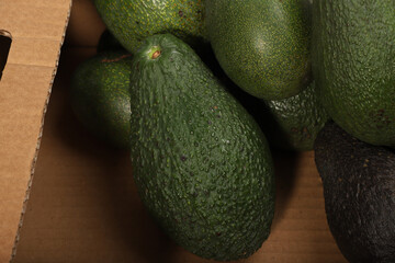Fresh Avocados in a Box Displaying Vibrant Green and Natural Skin Texture