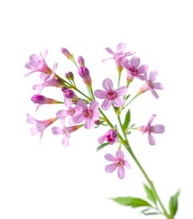 Delicate sprig of pink statice flowers, isolated on white background, backdrop, isolated, image