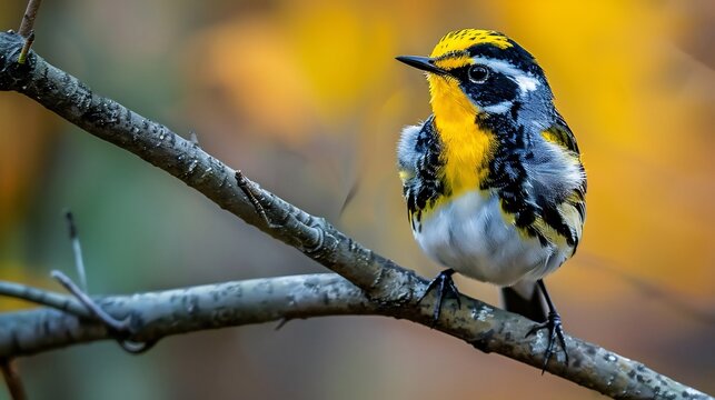 Golden cheeked warbler clinging a thin tree branch striking yellow and black plumage soft blurred forest background lifelike feather details