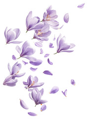 PNG Crocus flowers and petals floating crocus background arrangement.