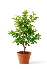 Small potted tree, lush green foliage, isolated on white, clean, vibrant