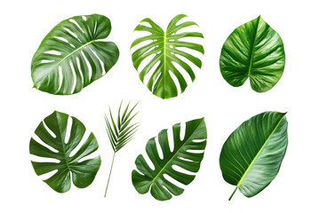 Tropical leaves collection. isolated on transparent or white background, png