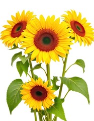 Fototapeta premium Vibrant sunflowers isolated on pure white backdrop, macro, nature, leaves