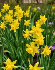 Fototapeta premium Bright yellow daffodils blooming in lush spring garden, macro, floral