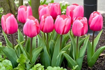 Fototapeta premium Vibrant Pink Tulips Blooming in Garden Bed