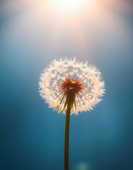Obraz premium Delicate dandelion, sunlit, against abstract blue, fragile beauty, stock photo, sunrays, sunlight