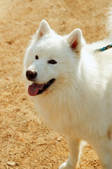 Fototapeta premium Happy Samoyed Dog Portrait