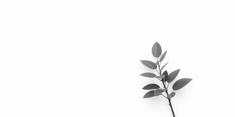 Naklejka premium Single vibrant green plant, isolated on pure white backdrop, macro, white background