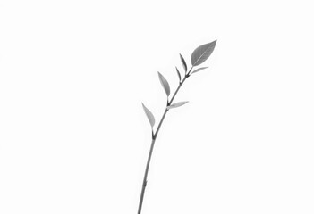 Single vibrant green plant, isolated on pure white, twig, organic