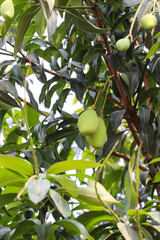 Close-Up of Green Mangoes Hanging on Tree Branch