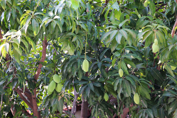 Abundant Green Mangoes Hanging from Lush Tree Branches