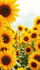 Fototapeta premium Vibrant yellow sunflowers fill the frame, creating a sunny, cheerful background, landscape, sunflowers, light