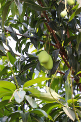 Fresh Green Mangoes Growing on a Tropical Tree