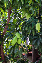 Fresh Green Mangoes Hanging on a Lush Tree
