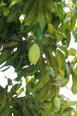 Single Green Mango Hanging from a Vibrant Tree