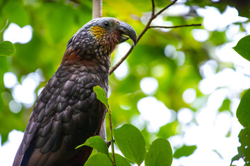 cute native parrot - Nestor kaka (Kākā, Nestor meridionalis) feeding on the tree in Abel Tasman National Park near Marahau, unique wildlife of New Zealand South Island