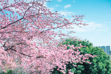 河津桜の咲く風景