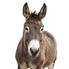 Fototapeta premium Donkey isolated on white background, looking forward