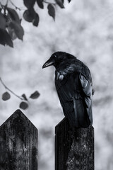 A Carrion Crow (Corvus Corone) On A Fence