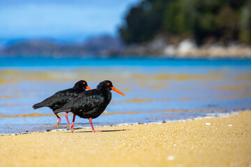 a couple of native birds - variable oystercatchers (Haematopus unicolor) spotted on the beach in Abel Tasman National Park, New Zealand South Island