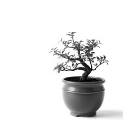 Fototapeta premium Miniature bonsai tree in a garden pot, isolated on white, plant, studio shot, leaves