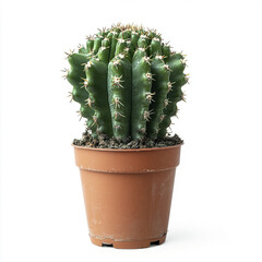 Echinopsis cactus in brown pot on white background
