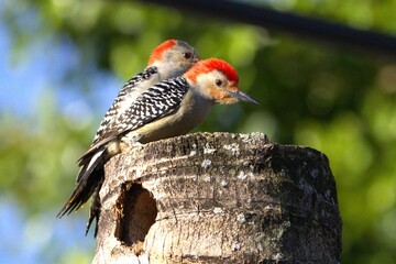 A woodpecker in the tree