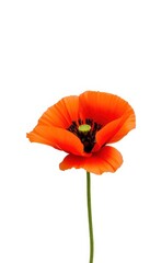 Obraz premium A single, vibrant poppy flower, petals unfurled, isolated on a pure white background, wallpaper, somniferum, wildflower