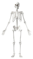 PNG human skeleton anatomy diagram.